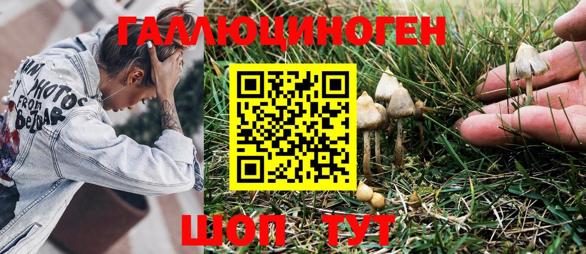 Псилоцибиновые грибы Psilocybe Лесосибирск